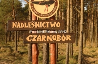 witacz_3