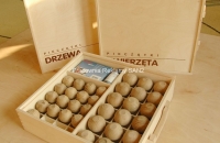 pieczatki1