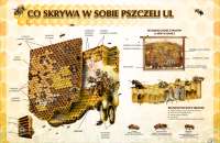 co-kryje-w-sobie-pszczeli-ul-50-x-70-cm-monomer-folia-zab