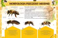 morfologia-pszczoły-miodnej-50-x-70-cm