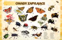 owady-zapylające-6y-50-x-70-cm