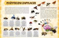 pożyteczni-zapylacze-50-x-70-cm