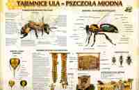 psazczoła-miodna5
