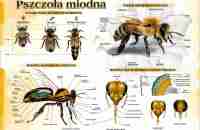 pszczoła-miodna-1-50-x-70-cm