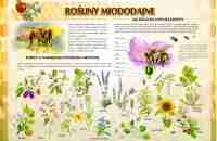 rośliny-miododajne-6-50-x-70-cm