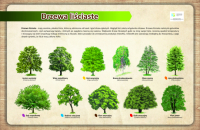DRZEWA-LISCIASTE-100-X-150-cm-poprawione