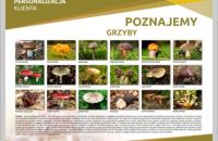 GRZYBY