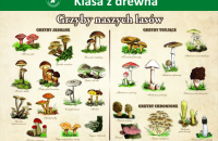 grzyby-naszych-lasow-1