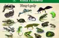 plazy-i-gady-1-75-x-100-cm-druk