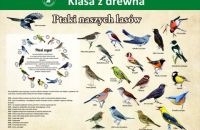 ptaki-naszych-lasow-1
