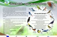 ptasi-budzik