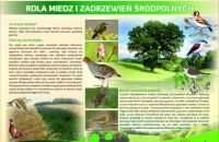 2-rola-miedz-i-zakrzewien