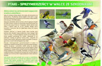 8-sprzymierzency-ptaki-maly