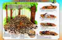 budowaa-mrowiska1A