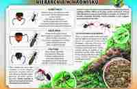 hierarhia-w-mrowisku-do-druku-80-x-60-cm
