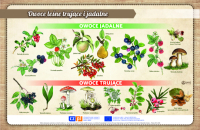 owoce-lasu-trujace-i-jadalne
